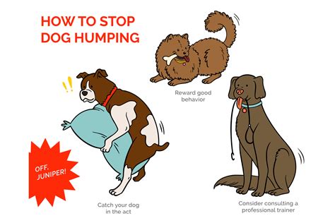 dog hump girl|What Does It Mean When A Female Dog Humps You